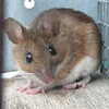 Phòng thí nghiệm Nhật suýt để sổng chuột biến đổi gen