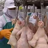 Nhật Bản bỏ lệnh cấm nhập thịt gà đông lạnh từ Thái Lan 