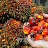 Thu hoạch quả cọ để sản xuất dầu tại Indonesia. (Nguồn: AFP/TTXVN)