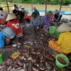 Cà Mau: Thu hoạch hàng trăm triệu đồng từ cá đồng 