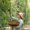 200 nông dân trồng tiêu nhận chứng nhận Rainforest Allian