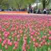 [Photo] Lễ hội hoa Tulip Ottawa làm say lòng du khách