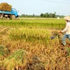 ASEAN chú trọng tăng cường an ninh lương thực và dinh dưỡng