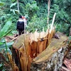 113 cây gỗ quý bị chặt hạ tại Khu bảo tồn thiên nhiên Nam Nung