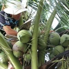 Bến Tre có thêm 6 thị trường mới xuất khẩu các sản phẩm dừa 