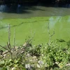 Mỹ: Nguồn nước máy nhiễm độc, nửa triệu dân thiếu nước