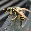 Đà Nẵng: Cấp cứu kịp thời bệnh nhi bị ong vò vẽ đốt hơn 100 mũi