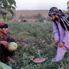 EU viện trợ thêm 1,4 tỷ euro giúp Afghanistan phát triển kinh tế
