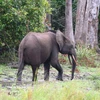 Hà Tĩnh: Đàn voi rừng xâm hại rừng trồng tại huyện Hương Sơn