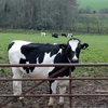 Đức lo ngại nguy cơ thịt bò nhiễm bệnh than trên khắp đất nước
