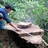Đắk Lắk: Lâm tặc tàn phá tan hoang rừng sinh thái Bản Đôn 