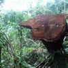 Nạn phá rừng đang tiếp tục diễn ra nghiêm trọng ở Đắk Nông