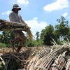 Nông dân Trà Vinh lao đao vì giá mía nguyên liệu giảm mạnh