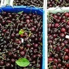 Australia tăng quản lý an toàn sinh học cherry mở rộng xuất khẩu
