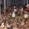 Xây dựng vùng an toàn dịch bệnh trên đàn gà ở Đông Nam Bộ 