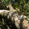 Hà Tĩnh: Cần xử lý các đối tượng hành hung cán bộ bảo vệ rừng