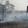 Đắk Nông: Xử lý các đối tượng để rừng thông 30 năm bị hủy hoại