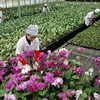 Doanh nghiệp Đài Loan đầu tư vào ngành nông nghiệp Quảng Ninh
