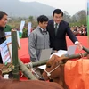 Tặng 144 con bò giống cho các hộ nghèo ở huyện Đồng Văn