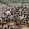 Khám phá nét độc đáo của chợ bò phiên Nghiên Loan ở Pác Nặm 
