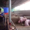 Tây Ninh phạt 3 cơ sở bơm nước vào gia súc trước khi giết mổ