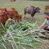 Việt Nam tiếp tục đẩy mạnh thực hiện mục tiêu giảm nghèo bền vững