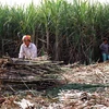 Đồng Nai: Hàng chục nghìn tấn mía bị “kẹt” vì kênh rạch cạn nước