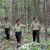 Kon Tum sử dụng hơn 123 tỷ đồng chi trả dịch vụ môi trường rừng