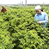 Tập đoàn Nhật đầu tư 1 triệu USD xây nhà máy rau sạch tại Hà Nam