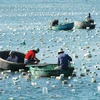 Tháo dỡ hơn 1.500 bẫy tôm hùm con trái phép trên biển Phan Thiết 