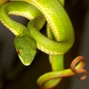 Nhiều người dân ở ĐBSCL liên tục bị rắn độc cắn do chủ quan