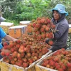 Đồng Nai: Nhiều loại trái cây được giá cao vì vào mùa chậm