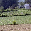 Mưa kéo dài khiến sản lượng rau Đà Lạt sụt giảm gần 1.000 tấn