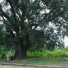 Cây bồ đề 132 năm tuổi ở Đắk Lắk trở thành cây Di sản Việt Nam