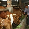 Mô hình nuôi vỗ béo bò thịt giúp nhiều hộ nông dân ở Đắk Lắk thoát nghèo. (Ảnh: Dương Giang/TTXVN)