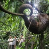 Tê tê được trả về với thiên nhiên tại khu rừng ở Karo, Indonesia.(Nguồn: AFP/TTXVN)