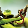 Cảnh báo tình trạng rắn lục đuôi đỏ cắn người trong mùa mưa