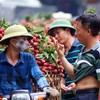 Sở Công Thương Bắc Giang khẳng định không có tình trạng vải thiều 'dội chợ'. (Ảnh: Quý Trung/TTXVN)