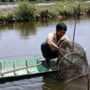 Thời tiết khô hạn trong thời gian qua đã ảnh hưởng đến các hộ nuôi tôm ở Kiên Giang. (Ảnh: Lê Huy Hải/TTXVN)
