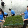 Thanh niên tình nguyện giúp ngư dân làm kinh tế biển. Ảnh minh họa. (Nguồn: TTXVN)