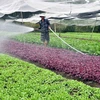 Những vườn rau sạch giúp nông dân thoát nghèo. (Ảnh: Mạnh Linh/TTXVN)