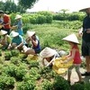 Du khách quốc tế tự tay thu hoạch các nông sản tại Làng rau sạch Củ Chi