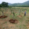 Phát triển vùng sản xuất cây ăn quả tập trung trong mô hình xây dựng nông thôn mới ở huyện Hương Khê. (Ảnh: Vũ Sinh/TTXVN)