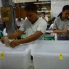 Cử tri Myanmar bỏ phiếu sớm tại một điểm bầu cử ở Yangon ngày 6/11. (Nguồn: AFP/TTXVN)