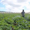 Người dân huyện Đơn Dương - huyện đạt chuẩn nông thôn mới đầu tiên của tỉnh Lâm Đồng và Tây Nguyên - chăm sóc vườn khoai tây. (Ảnh: Nguyễn Dũng/TTXVN)