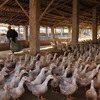 Một trang trại nuôi gia cầm ở Suichuan, tỉnh Giang Tây, miền đông Trung Quốc ngày 30/12. (Nguồn: AFP/TTXVN)