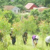 Ảnh minh họa. (Nguồn: TTXVN)