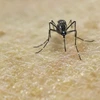 Nghiên cứu về muỗi Aedes Aegypti, vật trung gian truyền virus Zika tại Trung tâm thực hành nghiên cứu y học quốc tế ở Cali, Colombia. (Nguồn: AFP/TTXVN)