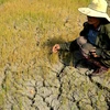 Ruộng lúa ở xã Ia Ka, huyện Chư Păh, Gia Lai khô cằn vì hạn hán. (Ảnh: Hoài Nam/TTXVN)