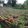 Nhiều diện tích mía của huyện Trấn Yên, Yên Bái bị đổ rạp. (Ảnh: Đức Tưởng/TTXVN)